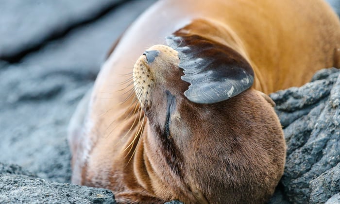 Fur_seal_in_the_Galapagos_on_Santiago_Island