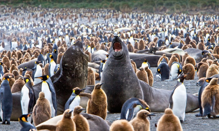 Elephant seals and penguins in South Georgia