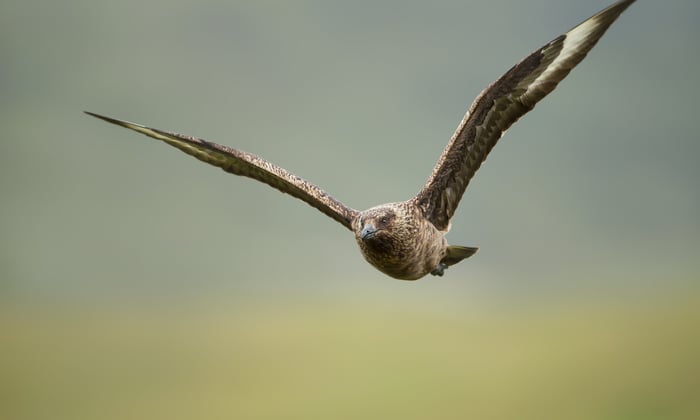 Great skua in flight, Noss, Shetland islands in Scotland, which can be seen on a small ship cruise from the UK