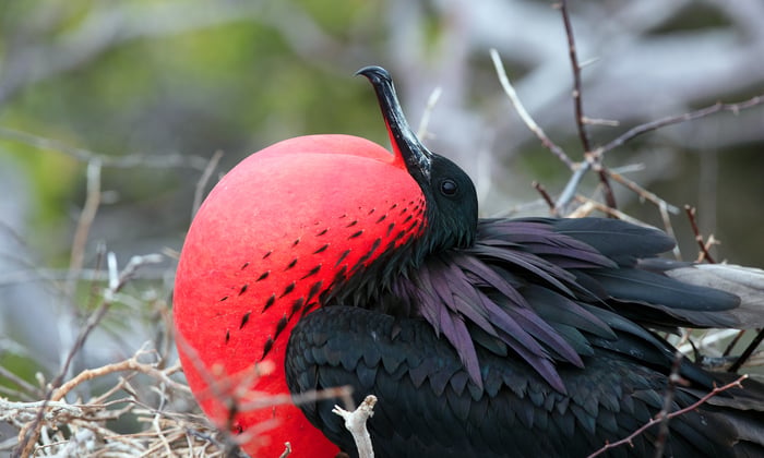 Frigate bird in the Galapagos