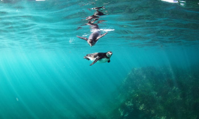 Galapagos penguins under the water