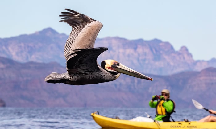 UnCruise Adventures - Kayaking in the Sea of Cortez