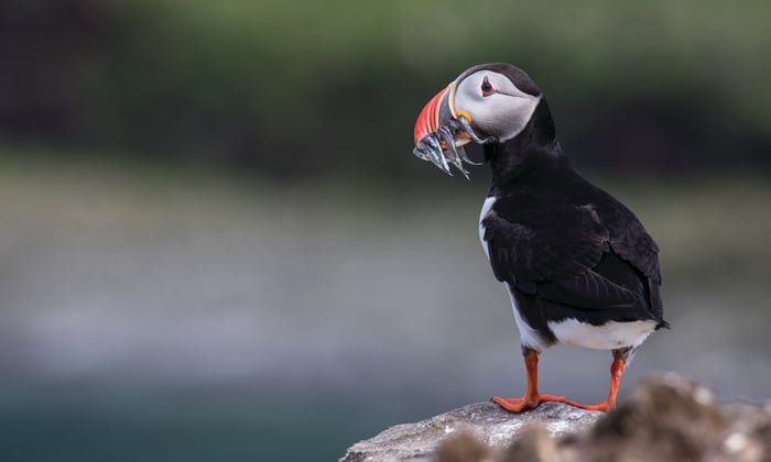 Puffin in the Arctic