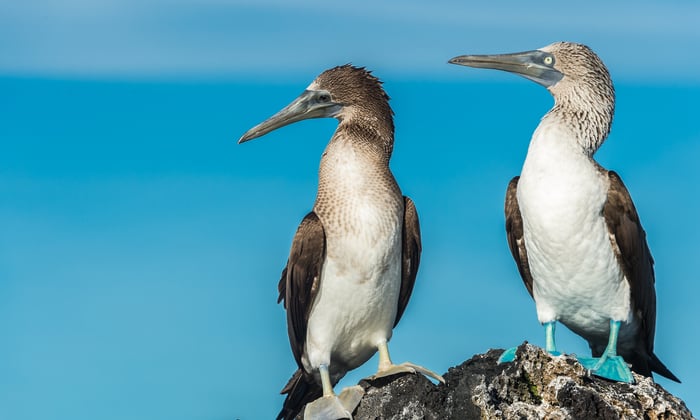 Blue footed boobies in Elizabeth Bay on Isabela, Galapagos
