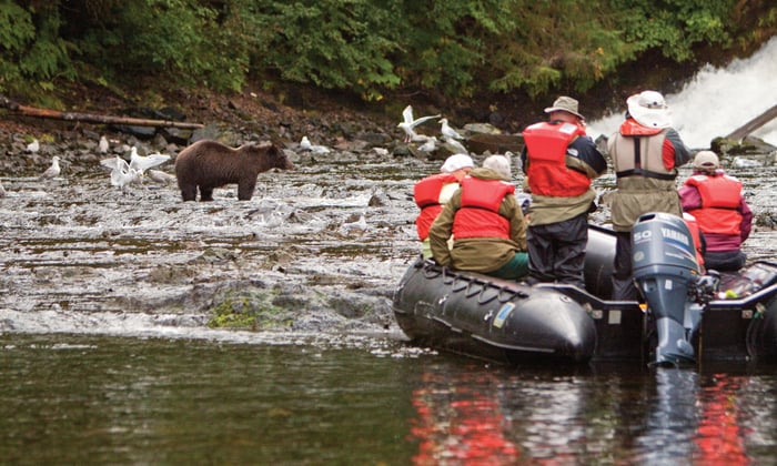 Spotting a bear from a Zodiac with Lindblad