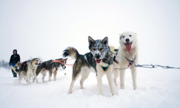 Hurtigruten - Huskies in Norway
