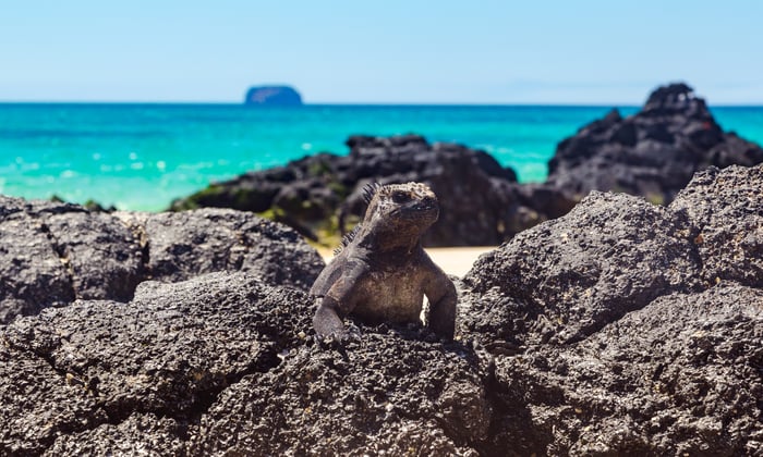 Galapagos_marine_iguana_North_Seymour_Island_Ecuador