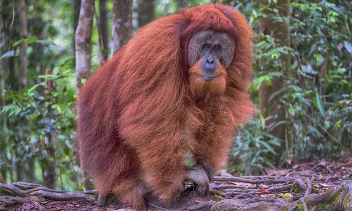Male orangutan in Gunung Leuser National Park, Sumatra