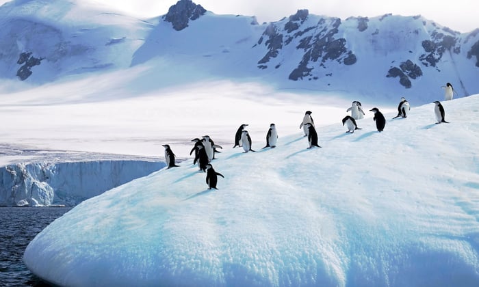 Chinstrap penguins on the ice, a common sight on Antarctica expeditions