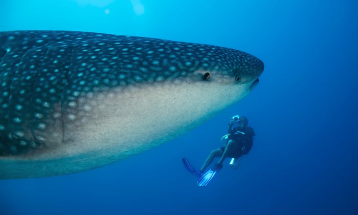 Whale shark in the South Ari Atoll, Maldives