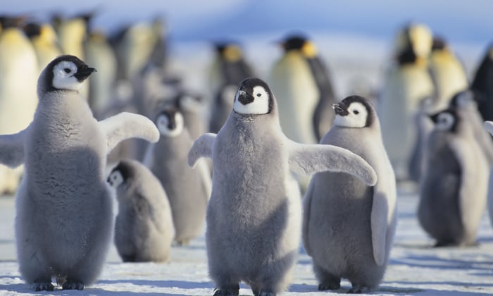 Antarctica emperor penguins