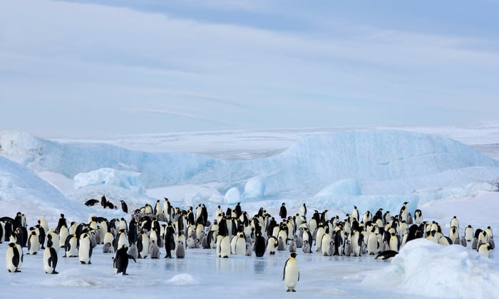 Emperor Penguin Colony by the Weddell Sea