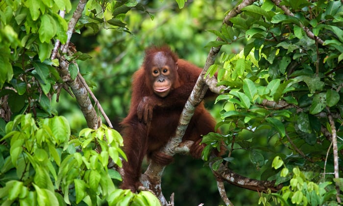 Baby orangutan in Kalimantan, Borneo