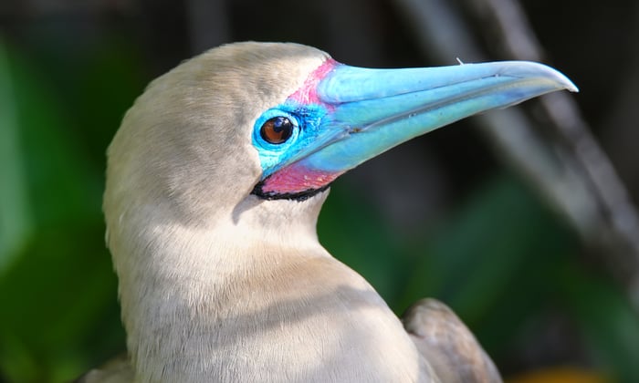 Red-footed booby