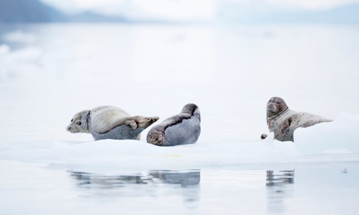 Seals in the Arctic