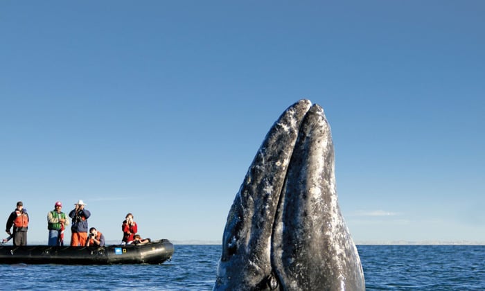 Whale watching in the Sea of Cortez, Mexico