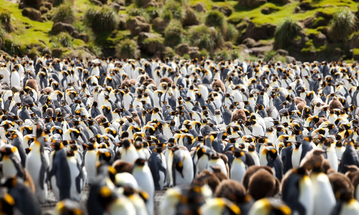 King penguins on Macquarie Island, Australia