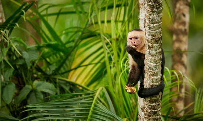 White-headed capuchin monkey in Costa Rica