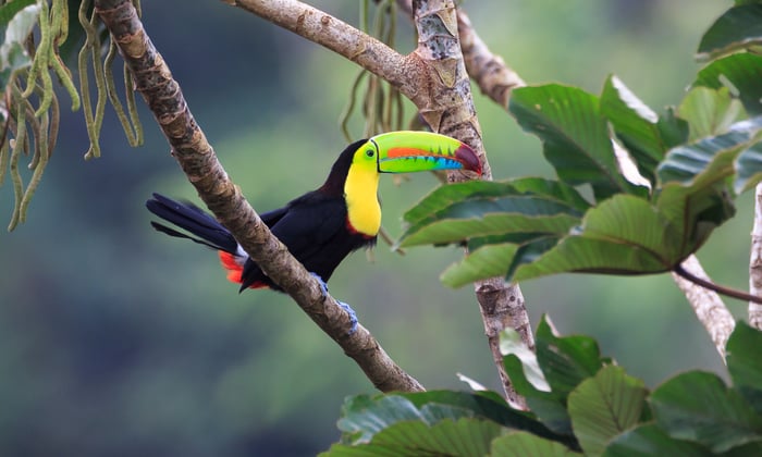 Toucan in Costa Rica
