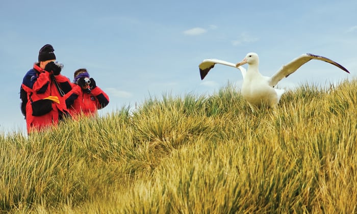 Albatross on South Georgia