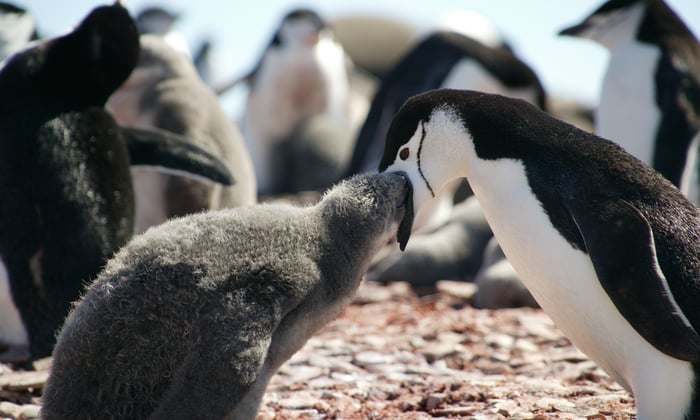 Chinstrap penguins on the South Shetland Islands, Antarctica