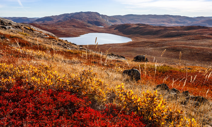 Autumn colours of the tundra near Kangerlussuaq, Greenland