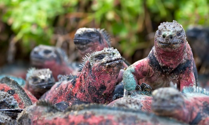 Galapagos marine iguanas