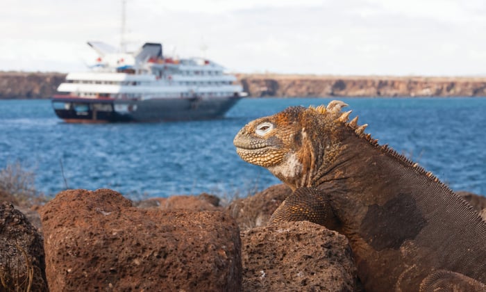 Silver Galapagos and iguana