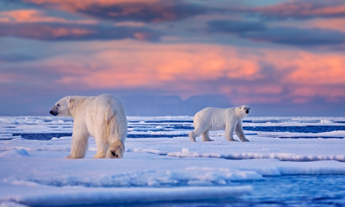polar bears in the Arctic in Svalbard Norway