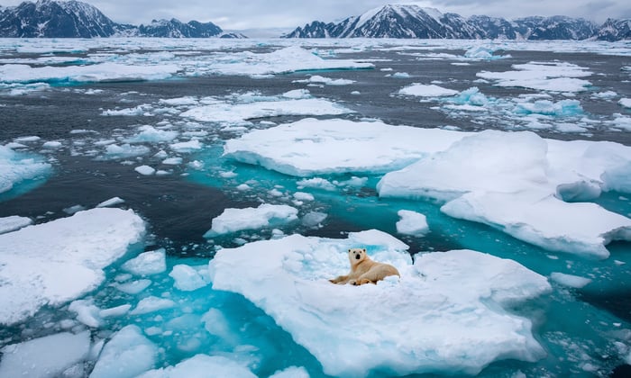 Polar bear on an ice floe on the Northeast coast of Greenland