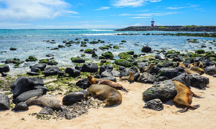 Fur seals on Punta Carola beach, San Cristóbal Island, Galapagos