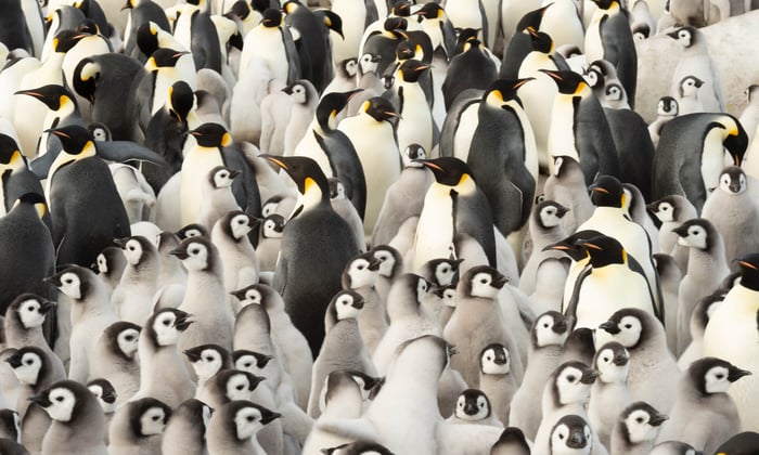 Emperor Penguins on Snow Hill