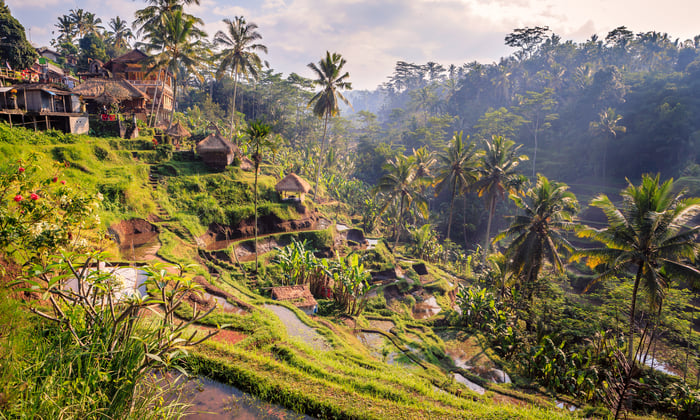 Jungle near Ubud, Bali
