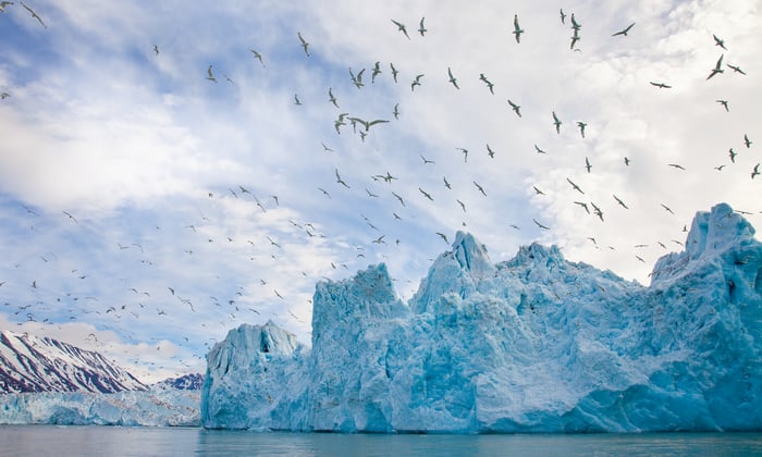 Seabirds in the Arctic