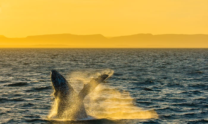 Whale breaching in the Sea of Cortez