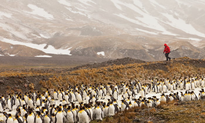 Silversea Expeditions in South Georgia