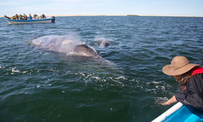 Whale watching in the Sea of Cortez