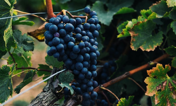 Vineyard in the Bordeaux region of France