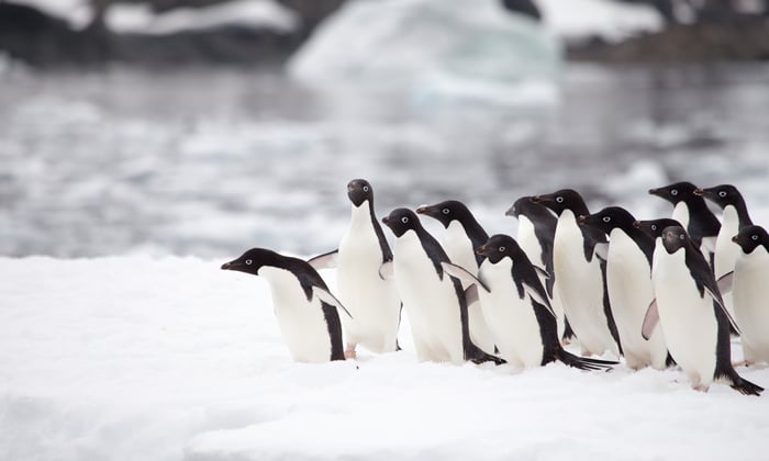 Antarctic Peninsula Cruises
