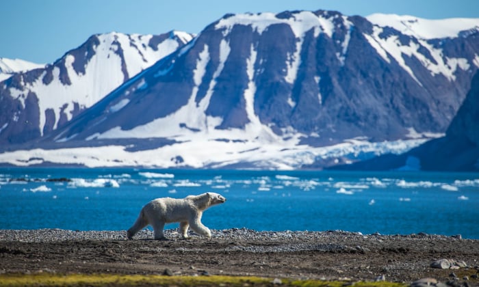 polar bear in svalbard