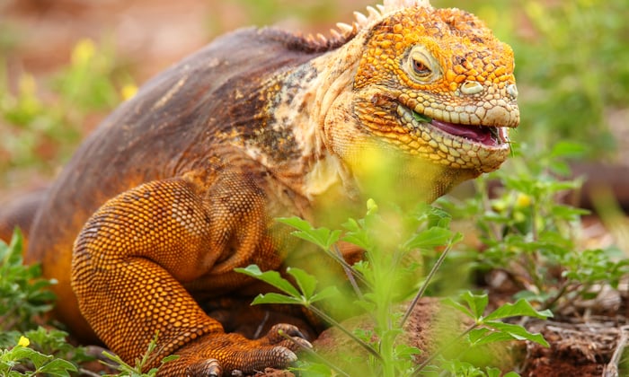 Galapagos_Land_Iguana_North_Seymour_island_Galapagos_National_Park_Ecuador