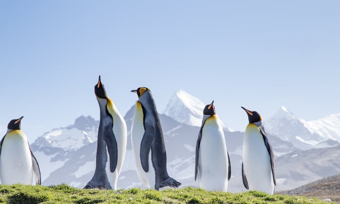 King_penguins_St_Andrews_Bay_South_Georgia