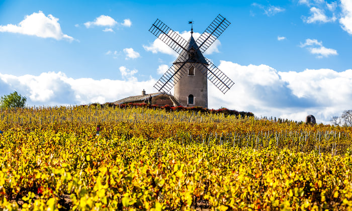 Vineyard in the Beaujolais region of France