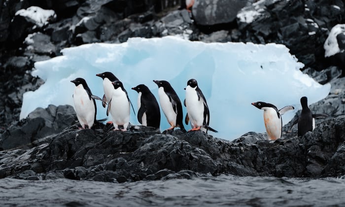 Silversea Expeditions - Adelie Penguins standing at the shoreline at Esperanza Station on the Antarctic Sound