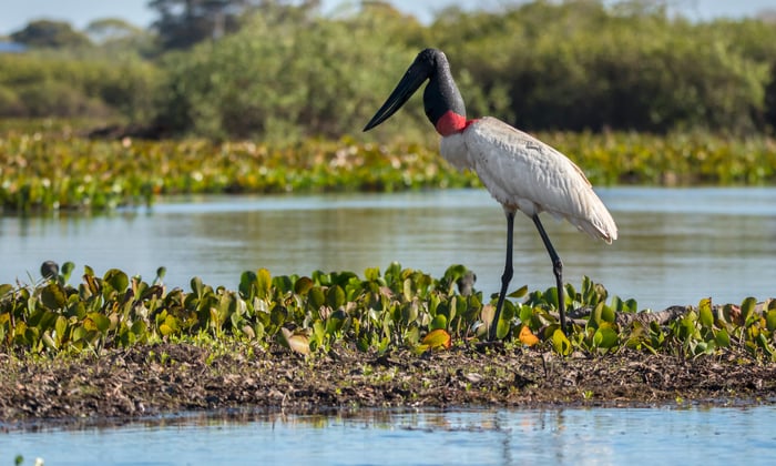 Jabiru stork in Brazil