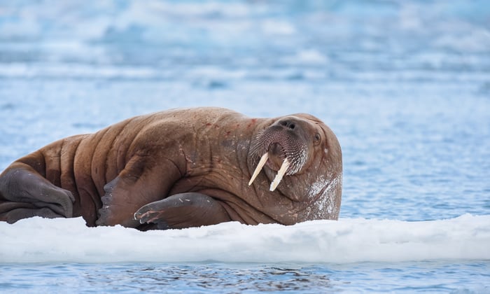 best-arctic-cruises