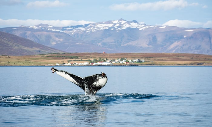 humpback_whale_Husavik_Iceland