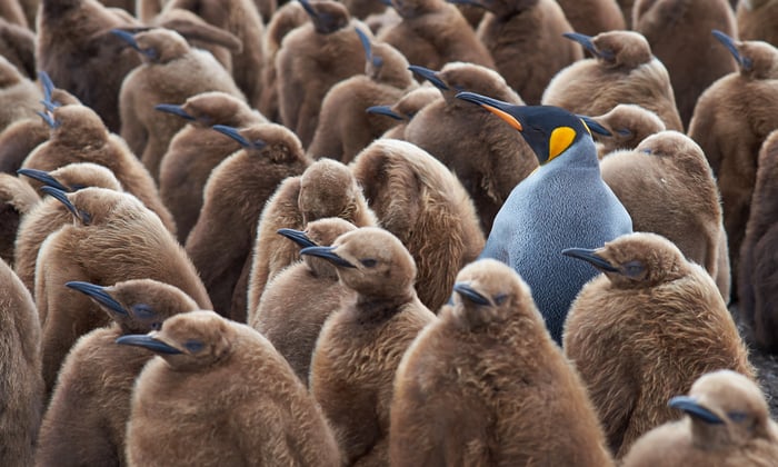 king_penguin_chicks_volunteer_point_falklands