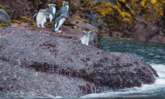 Northern rockhopper penguins on Gough Island
