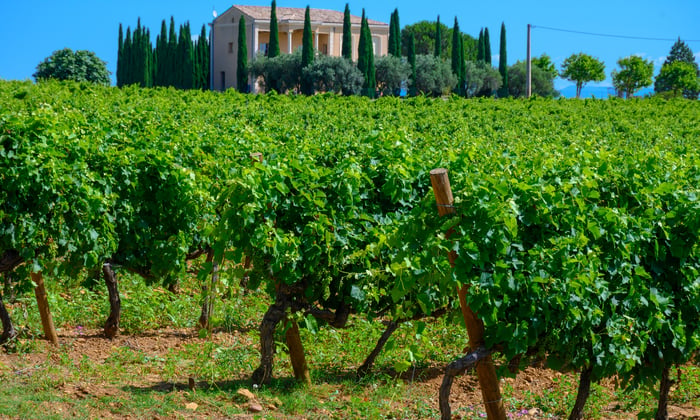 Vineyards_of_Chateauneuf_du_Pape